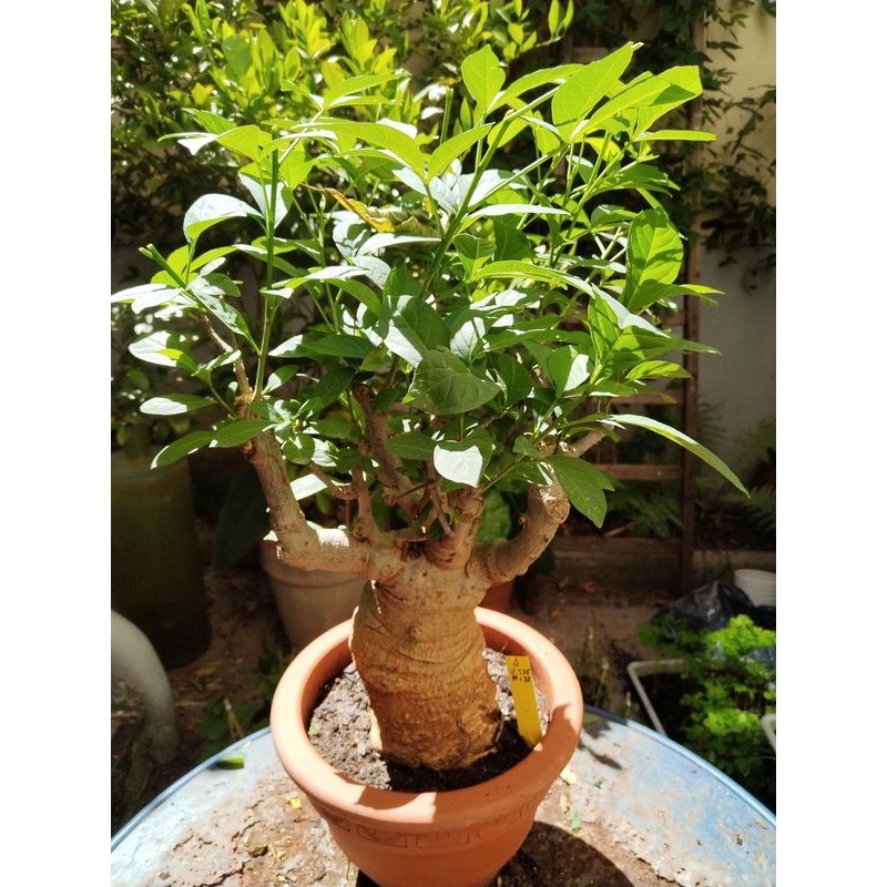 Baobab africain (Adansonia digitata) de 25 ans